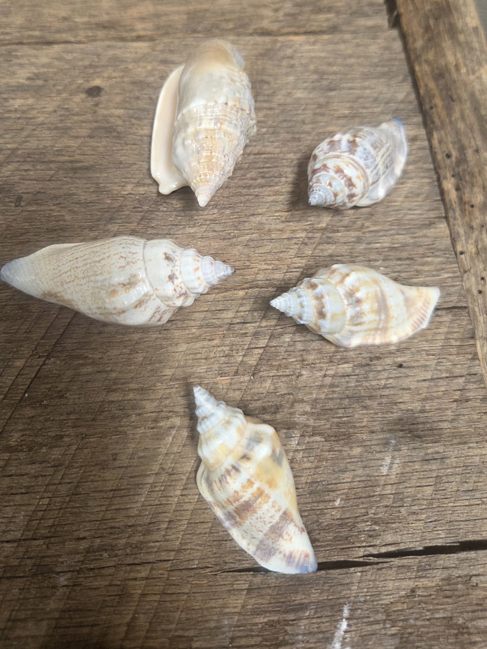 35 Assorted Natural Seashell Personal Collection - Bin R - Picture 15 of 16